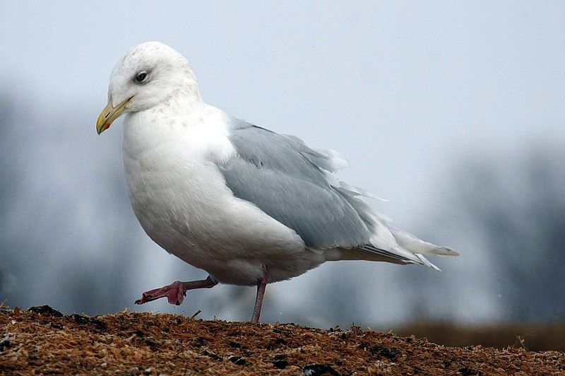 File:Larus glaucoides IthacaNY.jpg