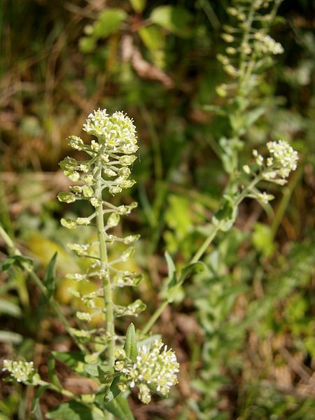 File:Lepidium campestre 02.jpg