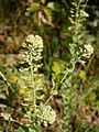 Lepidium campestre