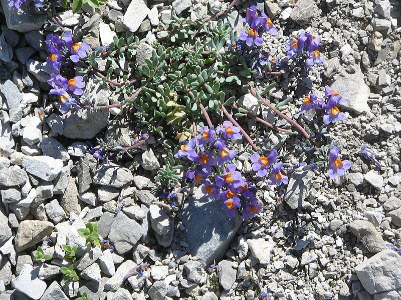 File:Linaria alpina002.jpg