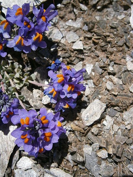 File:Linaria alpina005.jpg