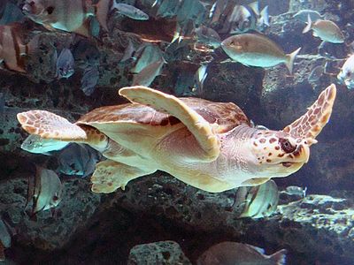 A loggerhead sea turtle swimming effortlessly.