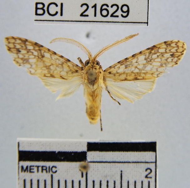 File:Lophocampa maroniensis.JPG