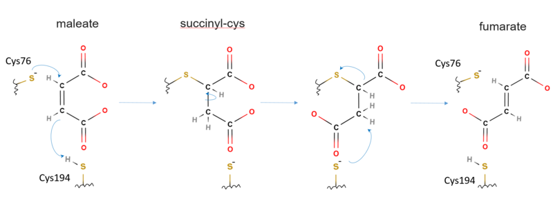 File:Maleate Isomerase Mechanism.png