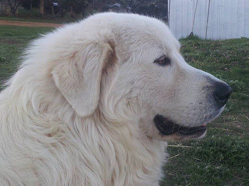 File:Maremma large head.jpg