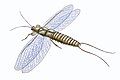 Image 4Reconstruction of a Carboniferous insect, the palaeodictyopteran Mazothairos (from Insect flight)