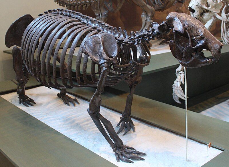 File:Megalocnus AMNH.jpg