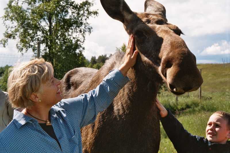 File:Moose Zoo Östersund.jpg