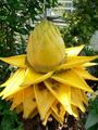 Musella lasiocarpa, Golden Lotus Banana