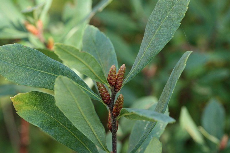 File:Myrica-gale-foliage-male-catkins.jpg