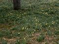 Narcissus pseudonarcissus subsp. pseudonarcissus habitat