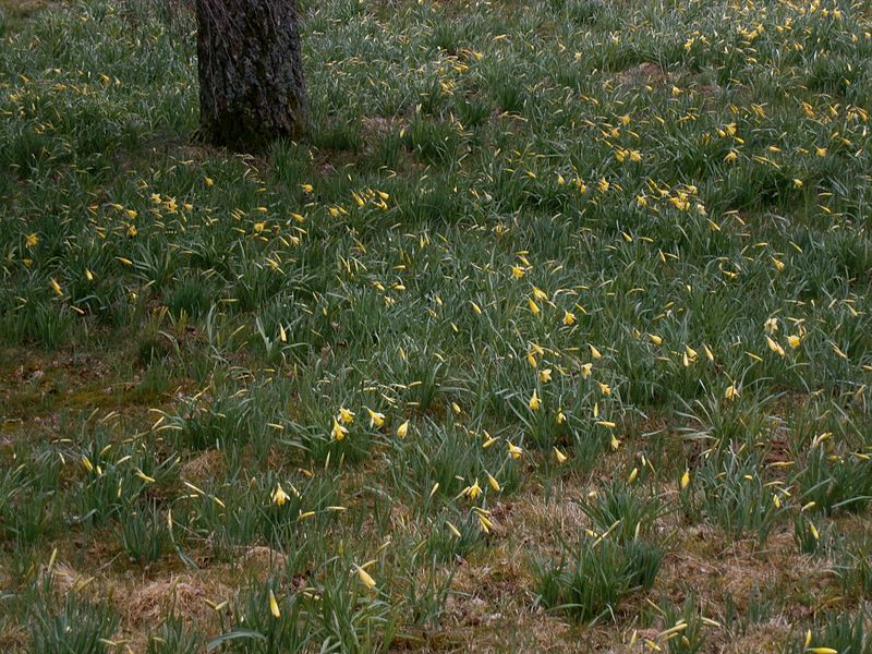 File:Narcissus pseudonarcissus (habitat)1.jpg