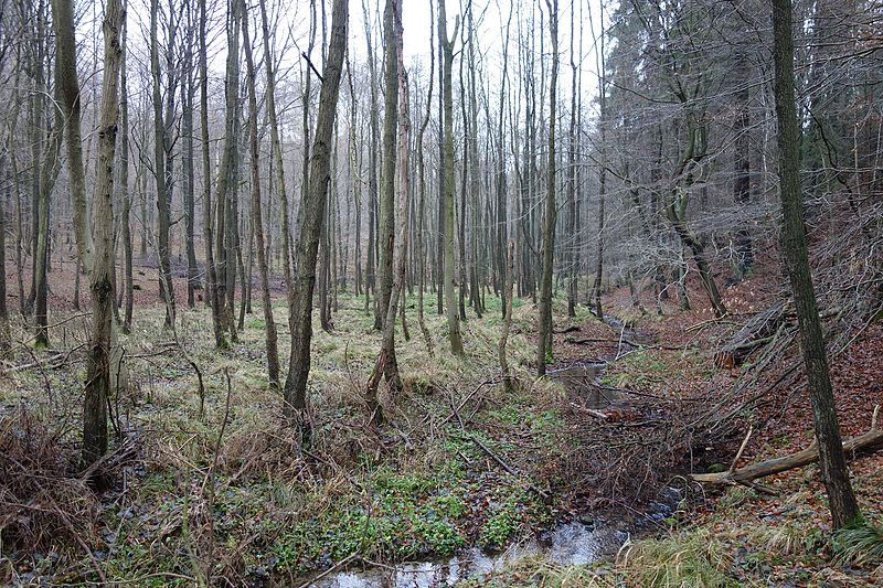 File:Naturschutzgebiet Klingelbachtal.JPG