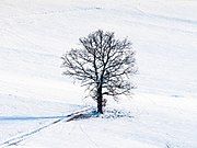 A bare tree in a snowy field.