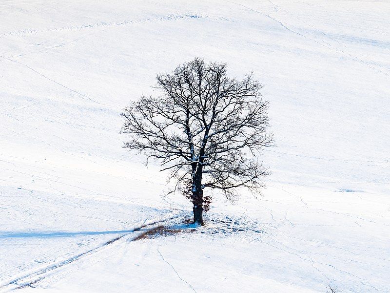 File:Neubürg Eiche Schnee-20190204-RM-160631.jpg