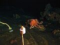 An octopus living on the western summit of Vailulʻu