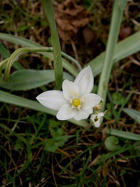 File:Ornithogalum balansae 03.jpg