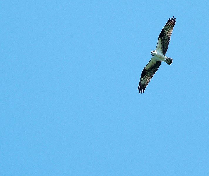 File:Osprey-green-lake.jpg