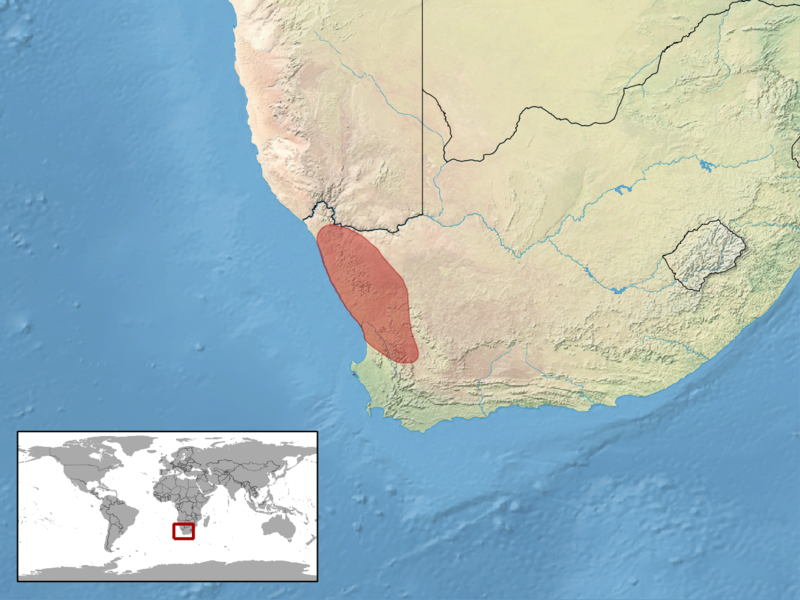 File:Pachydactylus labialis distribution.png