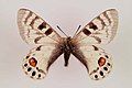 Parnassius charltonius male