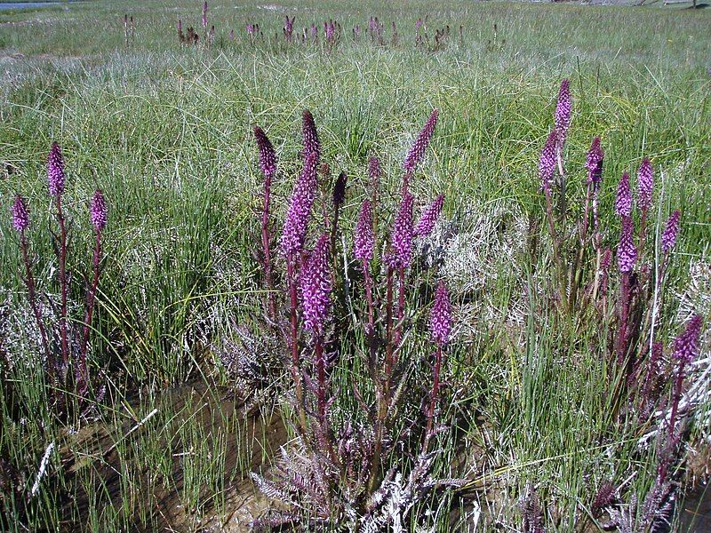 File:Pedicularis groenlandicaYNPJuly2011.jpg