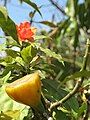 Leuenbergeria bleo fruit