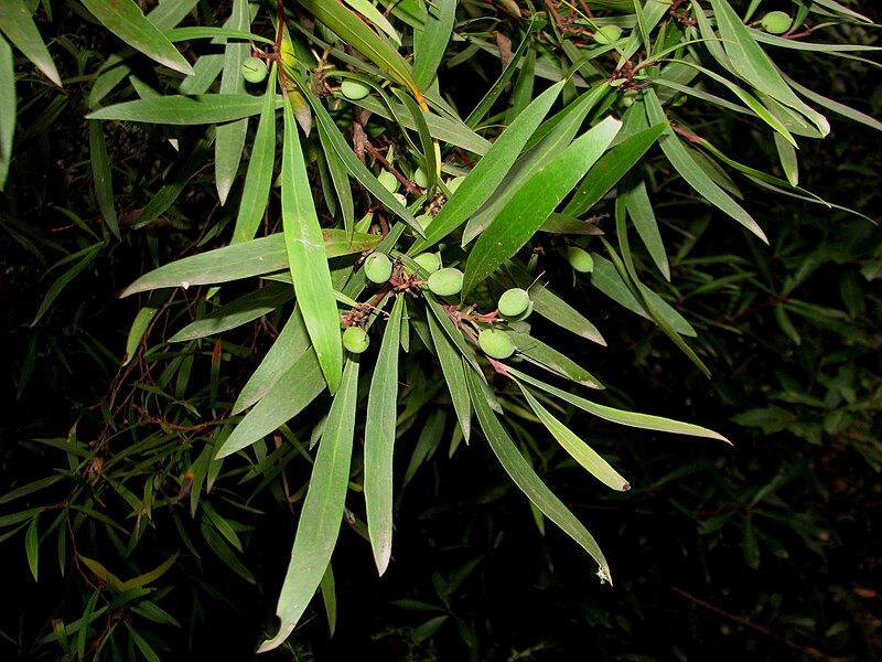 File:Persoonia silvatica 6956.jpg