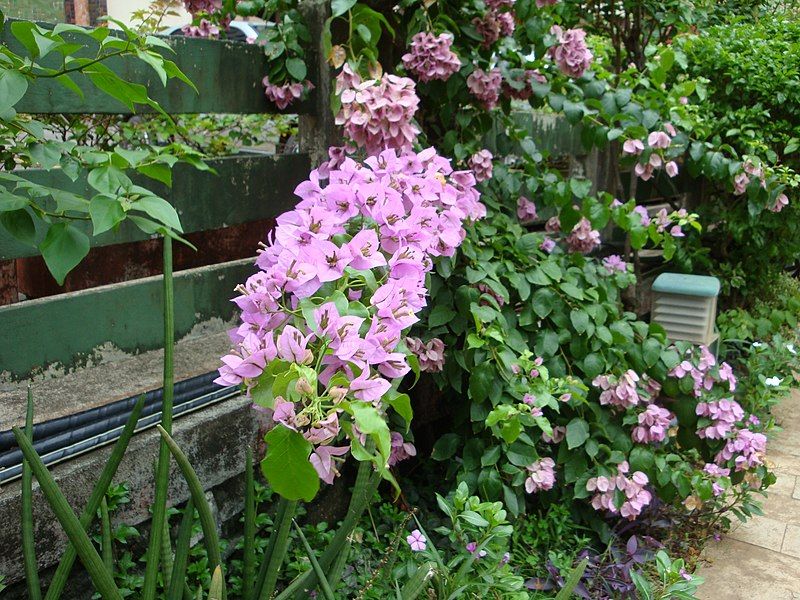 File:Pink Bougainvillea.jpg