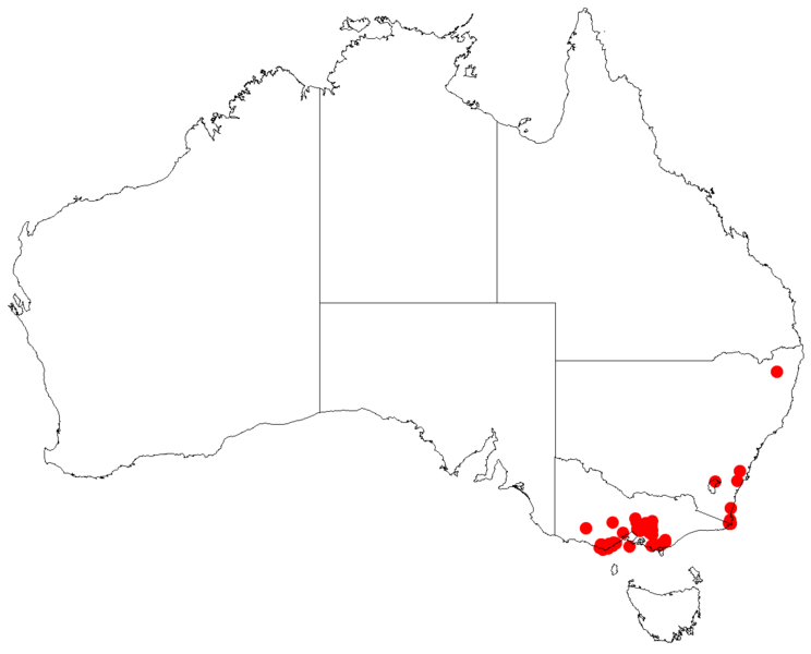 File:Prostanthera melissifoliaDistA57.png