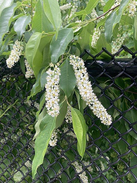 File:Prunus-serotina-flowers.jpg