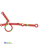 STnc490k Hfq binding RNA: Predicted secondary structure taken from the Rfam database. Family RF01405.