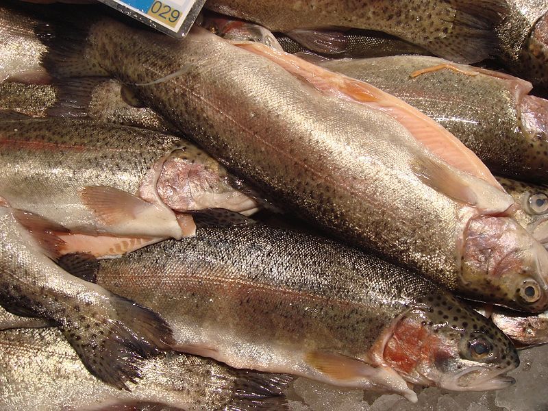 File:Rainbow-trout-in-market.jpg