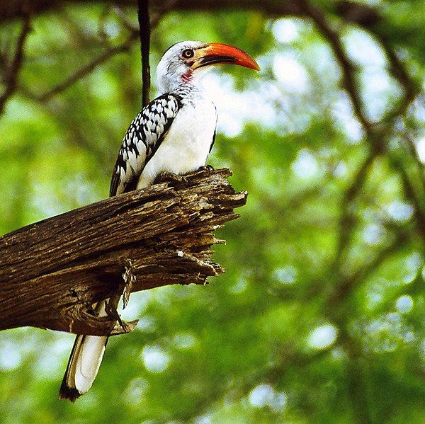 File:Red-billed hornbill.jpg