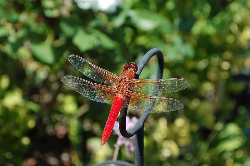 File:Red dragonfly.JPG