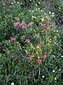 Rhododendron ferrugineum