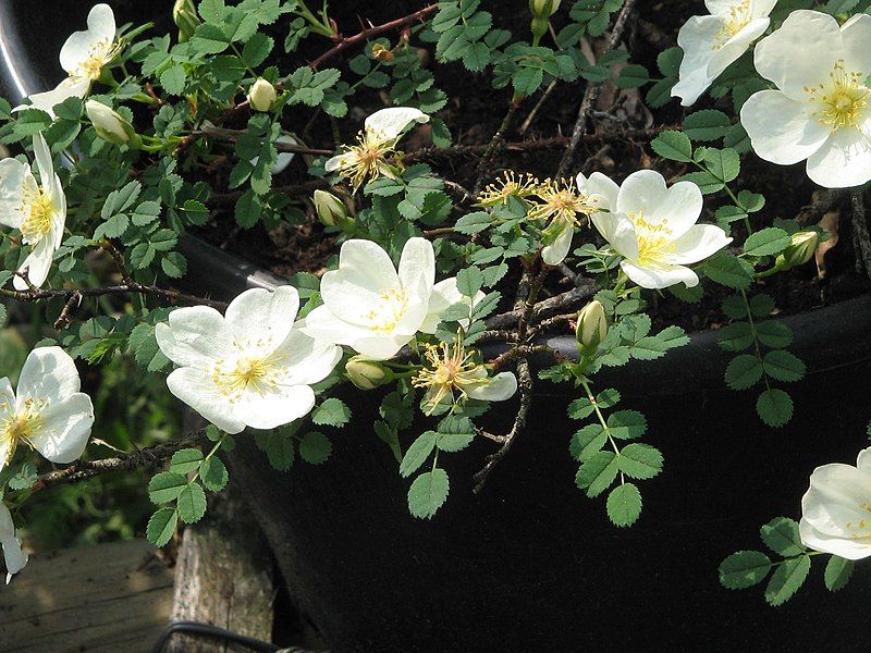 File:Rosa arvensis01.jpg