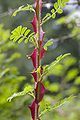 Rosa omeiensis f. pteracantha Rehder & E.H.Wilson