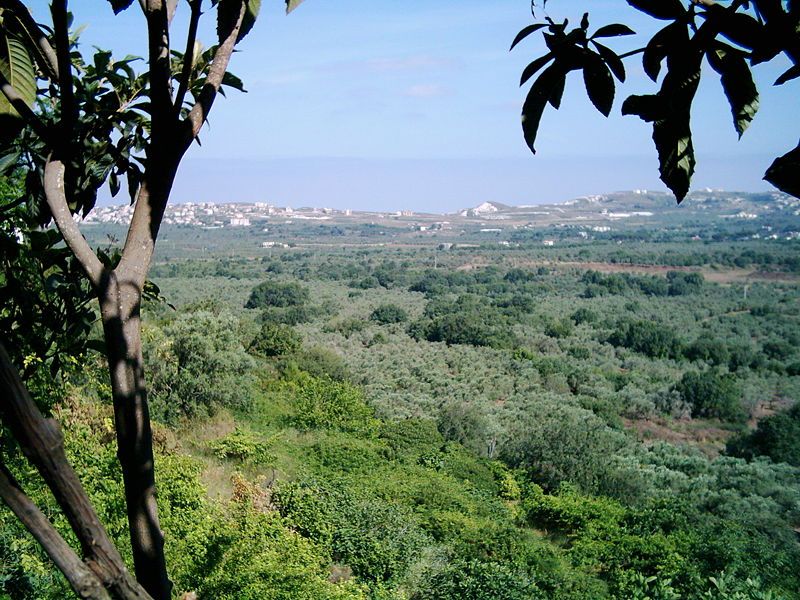 File:Sahel Al-koura.JPG