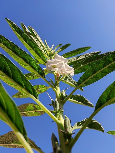 File:Sasame Plant, Behbahan.jpg