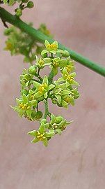 close-up of flowers