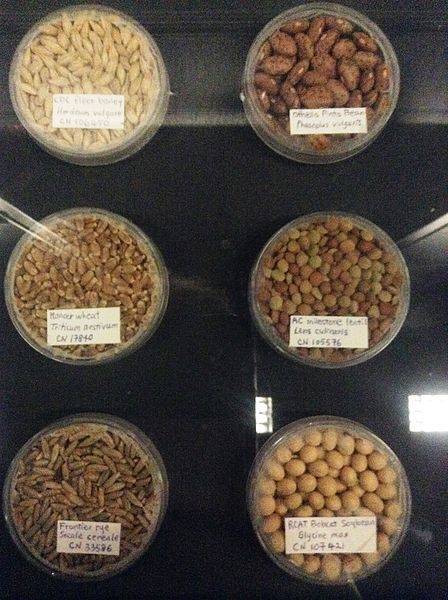 File:Seed Collection Beaty.jpg