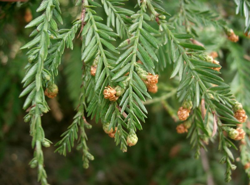 File:Sequoia sempervirens4.jpg