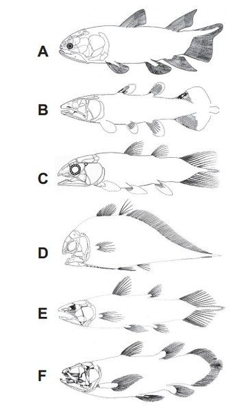 File:Serenichthys kowiensis00.jpg