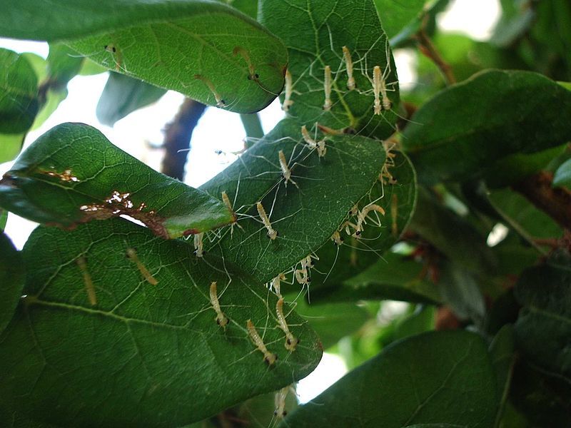 File:Sphodromantis viridis nymphs.jpg