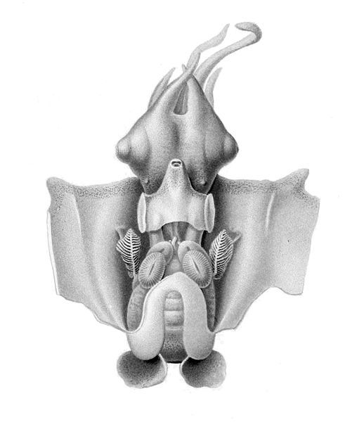 File:Spirula spirula dissected.jpg