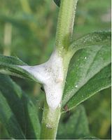 Spittlebug nymph surrounded by foam for protection and moisture