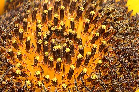 Helianthus annuus, by Muhammad Mahdi Karim