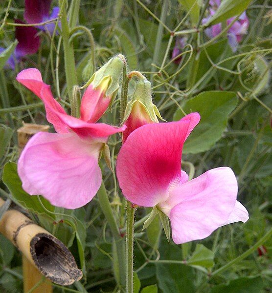 File:Sweet Pea-7.jpg