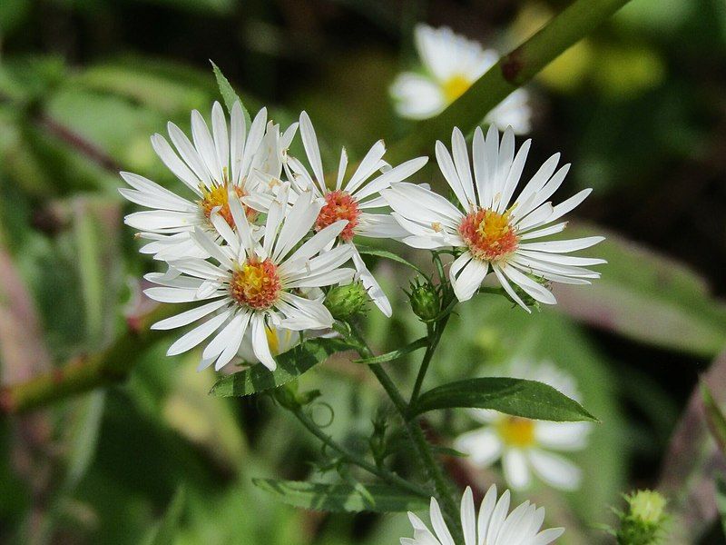 File:Symphyotrichum pilosum 237289574.jpg