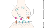 Synapse components recycle through transport vesicles